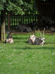 Antilopy 29082011_8
