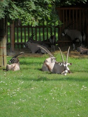 Antilopy 29082011_6