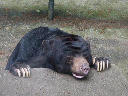 medved Malaysky 07052012_2