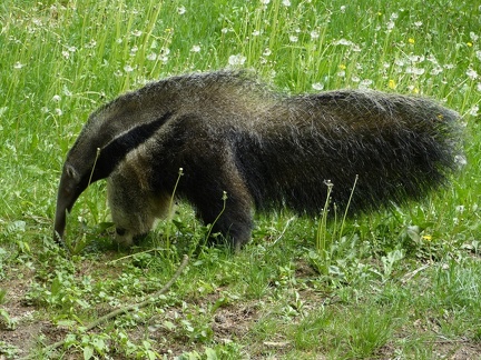 Mravenecnik 07052012_2