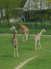 zirafy 29042013_06
