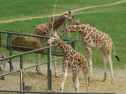 zirafy 29042013_12