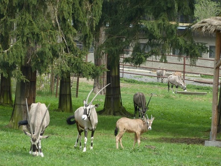 Antilopa Onix 29042013_02