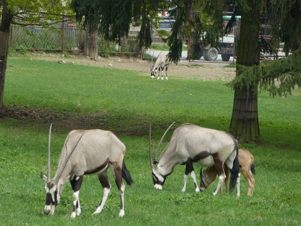 Antilopa Onix 29042013_05