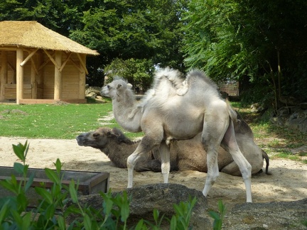 Velbloudi_22082019_08