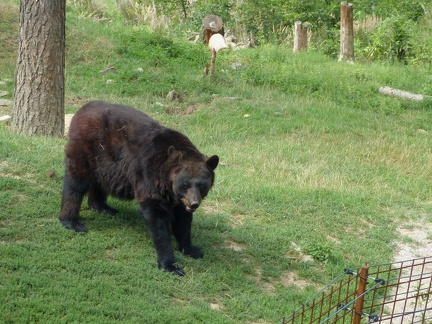 Medved_22082019_02