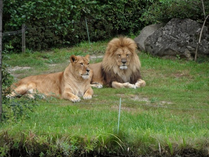 Lvi Zlin  26082010_08