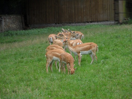 Asijsky vybeh 2 26082010_02_v1