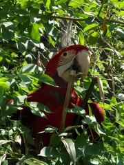 papusek Ara 24052011_7