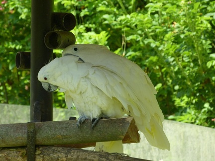 Papousci 07062012_2