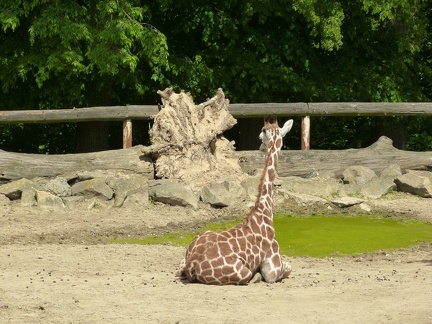 Zirafa 15052013_02