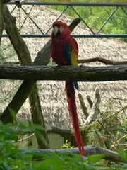 Papagajove 15052013_01