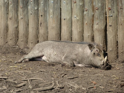 Prase Bradavicnate 15042015