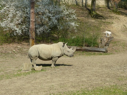 Nosorozec 15042015_15
